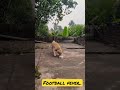🐾 Benuda – #playtime #dog #doglover #pet #petlovers #animals #animallover #labrador #reels #doglover