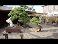 Taikan Bonsai museum by Shinji Suzuki