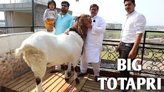TIGER The Totapari Goat In Delhi