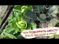 Три важных подкормки для капусты.🥦 Выращиваем брокколи, белокочанную и цветную капусту!