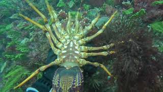 Torquay Diving - 4 Abalone by Great Ocean Divers 1,648 views 1 year ago 7 minutes, 19 seconds