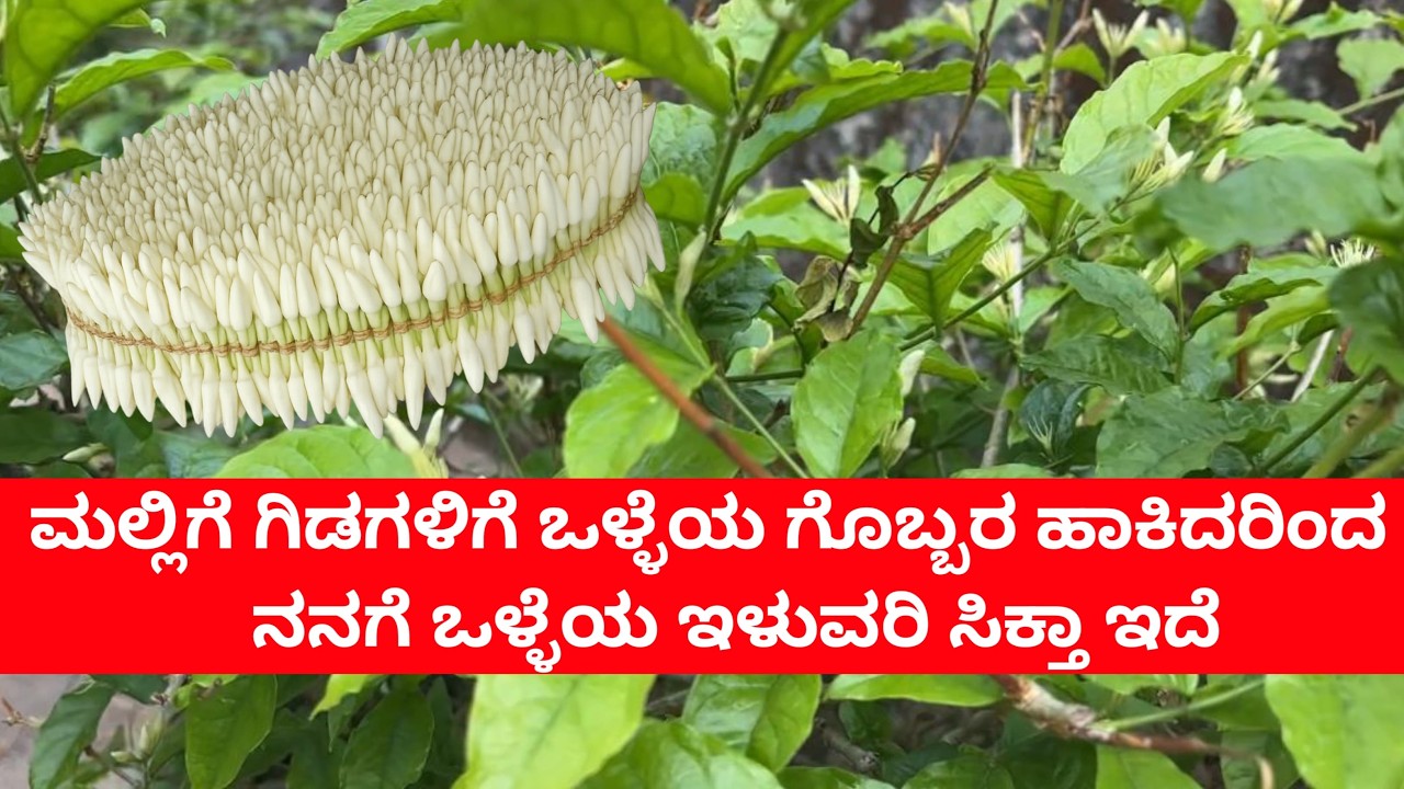ಮಲ್ಲಿಗೆ ಗಿಡಗಳಿಗೆ ಒಳ್ಳೆಯ ಗೊಬ್ಬರ ಹಾಕಿದರಿಂದ ಈ ವರ್ಷದ ಪ್ರಥಮ ಬಾರಿಗೆ ಹೆಚ್ಚಿನ ಇಳುವರಿ ನೋಡುತ್ತಿದ್ದೇನೆ