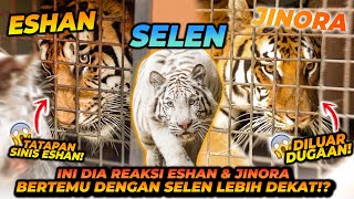 SELEN MENGENAL LEBIH DEKAT DENGAN ESHAN & JINORA ! HANYA DIBATASI 1 LAPIS BESI ! SELEN KETAKUTAN ?! image