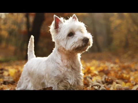 Videó: Hogyan Válasszunk Tapasztalt Kutyatenyésztőt