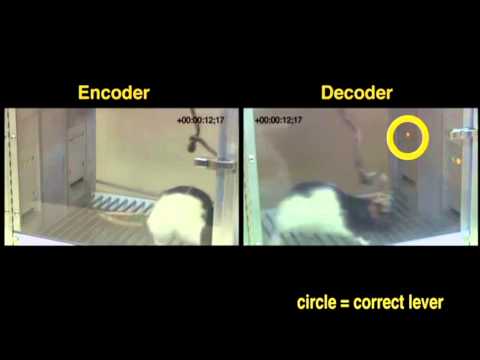 What's Next: Duke University Rat Communication