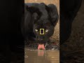 No superstition here, just admiration for the beauty of these black cats 🖤 #TheRealBlackPanther