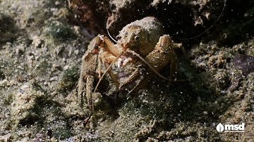 Macroinvertebrates