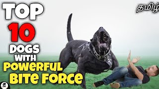 Top 10 dogs with strongest bite force | powerful | guarding | funny😂