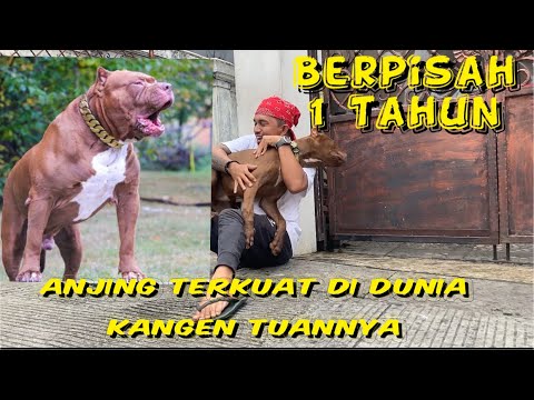 REAKSI ANJING PETARUNG  KETEMU TUANNYA SETELAH BERPISAH 1 TAHUN