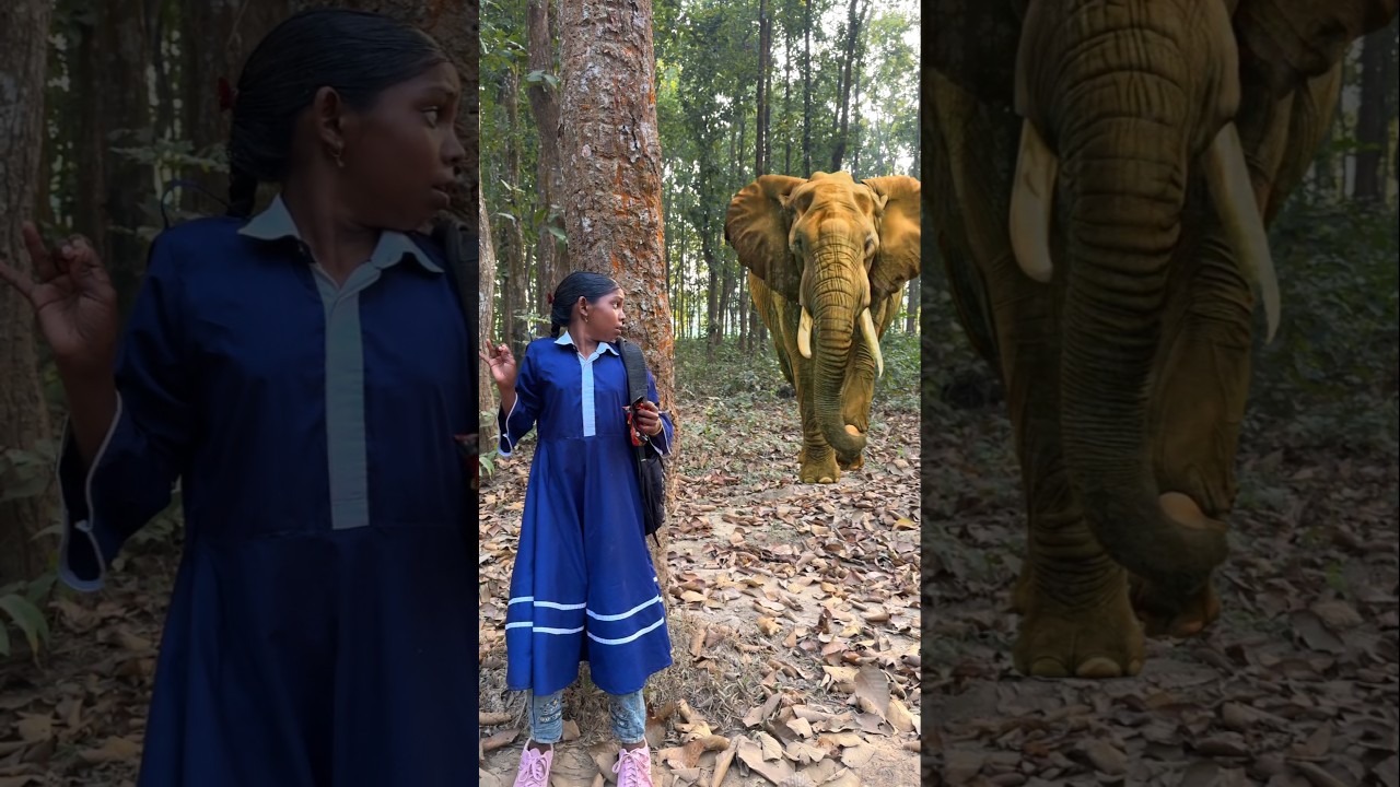 elephant attack girls in forest 