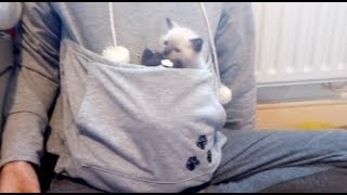 How many kittens!? (Can I fit in my pouch!) by carameldreams 13,137 views 5 years ago 2 minutes, 16 seconds