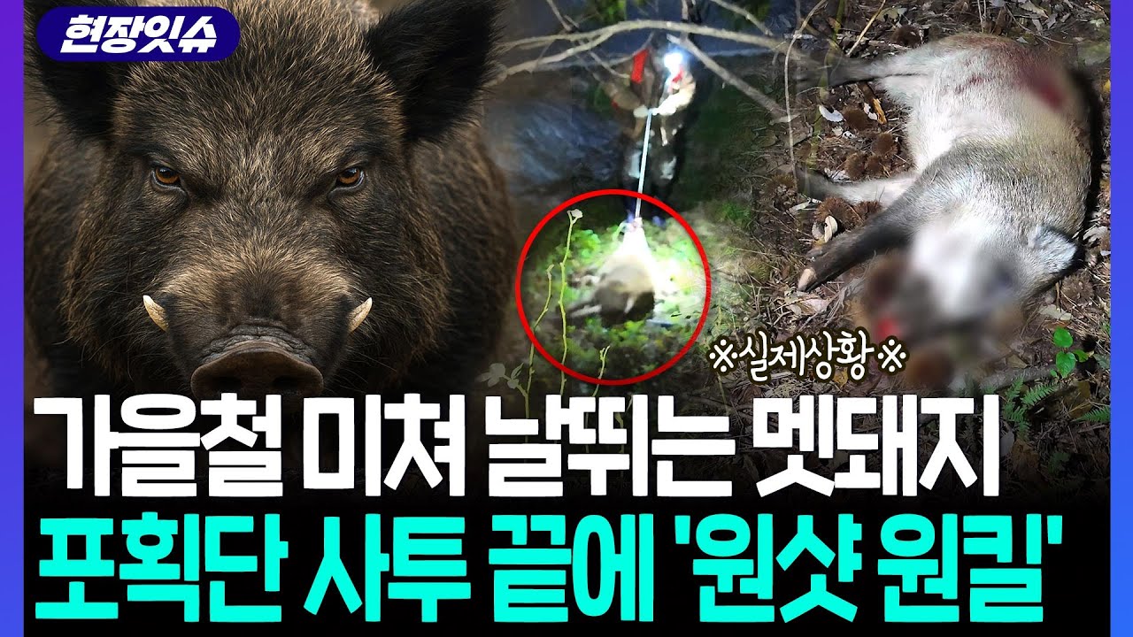 [С места событий] Чуть не погиб во время освещения отлова дикого кабана... Какова судьба тех, кто...