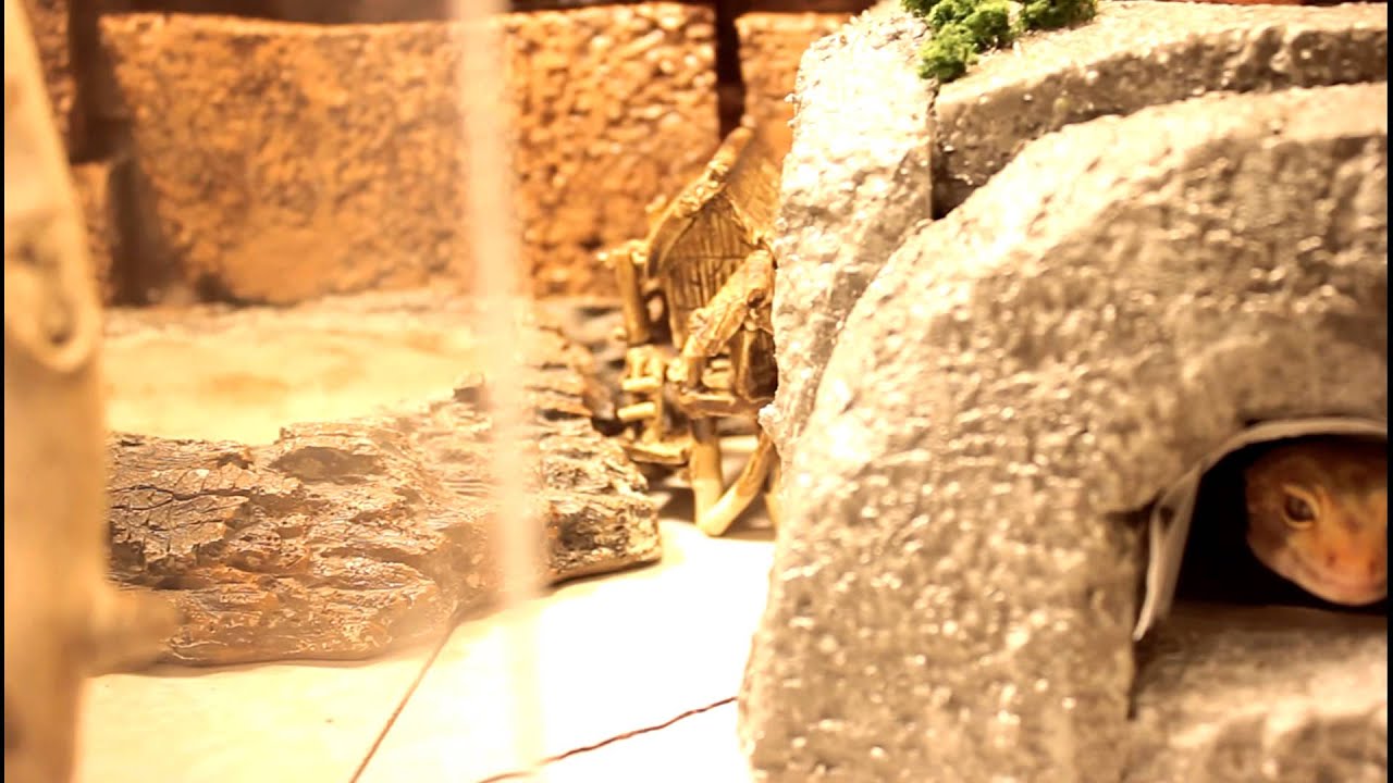 leopard geckos as pets February 2013 Reptile Room!!!