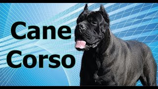 Guia de raças caninas  Cane corso