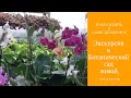 Куда сходить в Питере в непогоду? Ботанический сад С-Петербурга.Тропики.Фрагменты экскурсии.