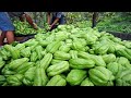 Amazing Agriculture Technology - Chayote Cultivation - Chayote Farming and Harvesting