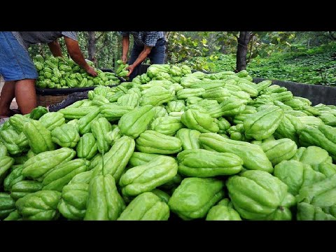 Amazing Agriculture Technology - Chayote Cultivation - Chayote Farming and Harvesting