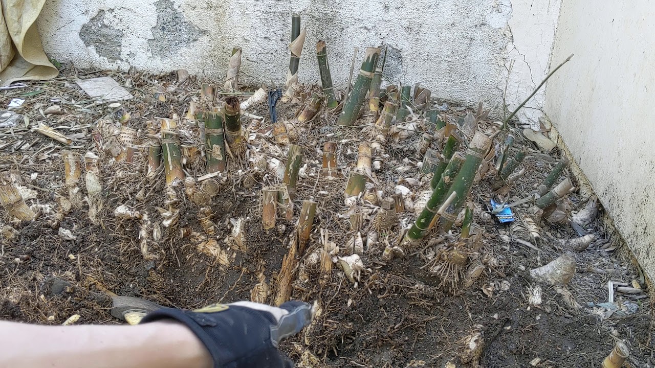 Best method for homeowner to get rid of bamboo YouTube
