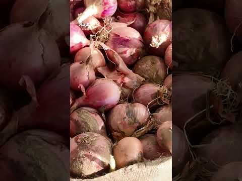 تداعيات الحرب في السودان: ارتفاع تكاليف الزراعة بدارفور