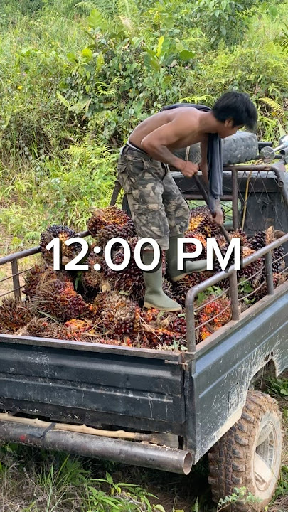 Bekerja untuk hidup atau hidup untuk bekerja ‼️#sawit #cowboys #kerja