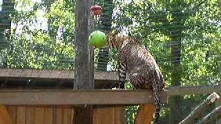 Living Treasures Wild Animal Park Leopard Enrichment