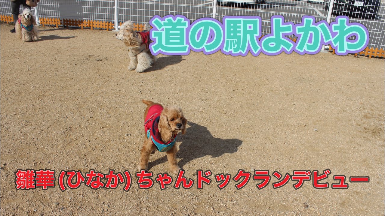 ひなかちゃん、初めてのドックラン！道の駅よかわで大はしゃぎの巻