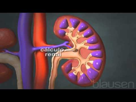 Video: ¿Cuál de las siguientes no es una función del riñón?