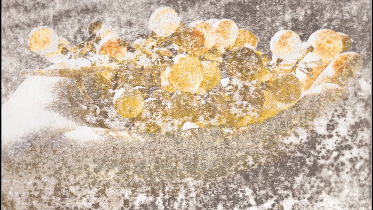 Skin Contact: Development of an Orange Taste (Trailer) 2016