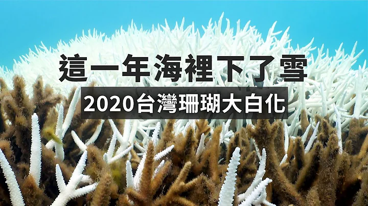 【珊瑚白化】這一年海裡下了雪｜很熱很熱的一年：2020台灣珊瑚大白化 (我們的島 1141集 2022-01-24) - 天天要聞