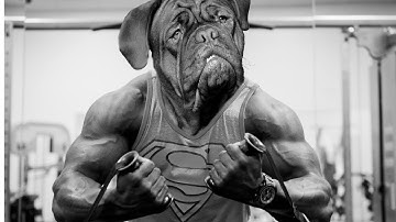 Basic Dog Training  TOP 10 Essential Commands Every Dog Should Know #dogtraining #training