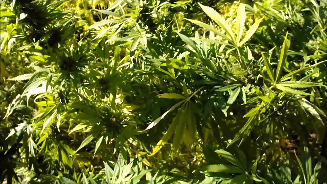 Outdoor Sungrown Kush with the Flower Initiator and ESC, About to Harvest.