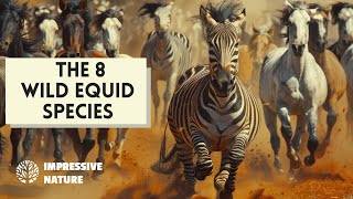 Explore the World of Equid Species! (Wild Horses, Zebras & Donkeys)