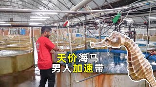 海马养殖：1斤海马卖1万多，为何养的却不多？