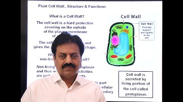 Plant Cell Wall: Function, Structure (In Sindhi) / First Year Biology / Chapter 4 (The Cell)