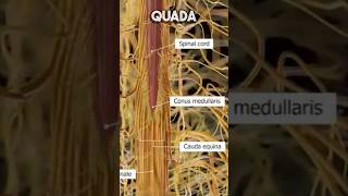 What is Quida Equina Syndrome #QES #sciatica #sciaticapainrelief #spinalstenosis #mri