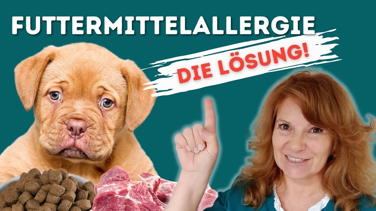 Hundefutter im Check: Was Tierrzte wirklich empfehlen