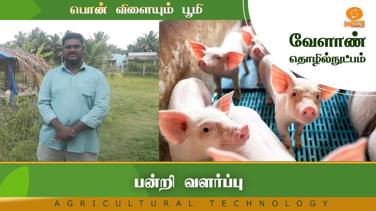 பன்றி வளர்ப்பு | Agricultural Technology