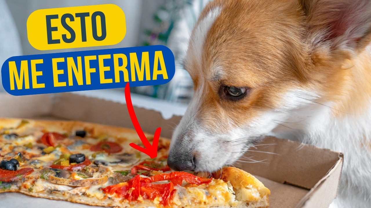 14 ERRORES que cometemos al ALIMENTAR a nuestros PERROS