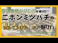 【大量採蜜！！】はちみつの取り方　東かがわ市で育ったニホンミツバチ