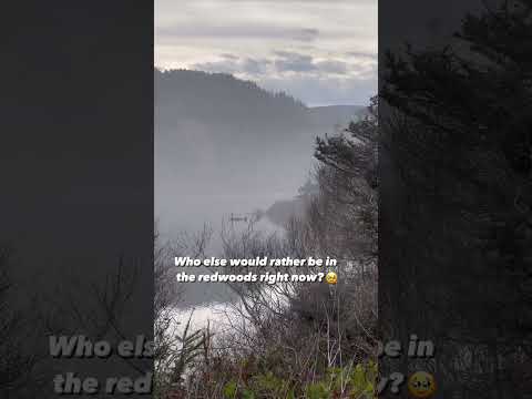 Video: Redwood Creek takas Kalifornijos nuotykiuose: esminiai dalykai