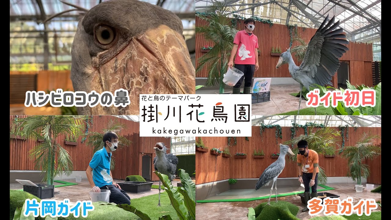 【掛川花鳥園公式】ハシビロコウの鼻はどこ？＆バードスタッフガイドの様子をチョイ見せ！
