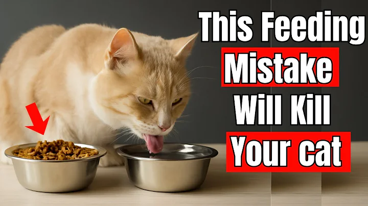 Deadly Feeding Mistake 98% of Cat Owners Make Every Day Without Realizing