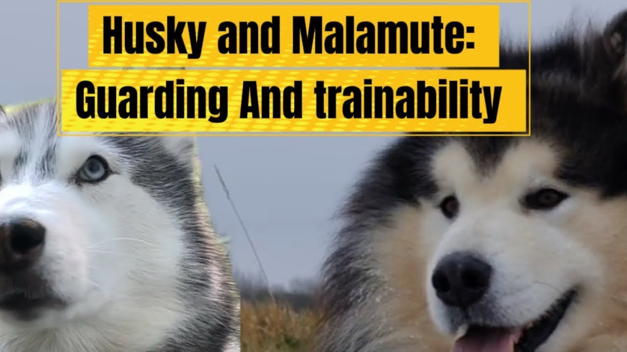 Сибирский хаски против аляскинского маламута: поведение