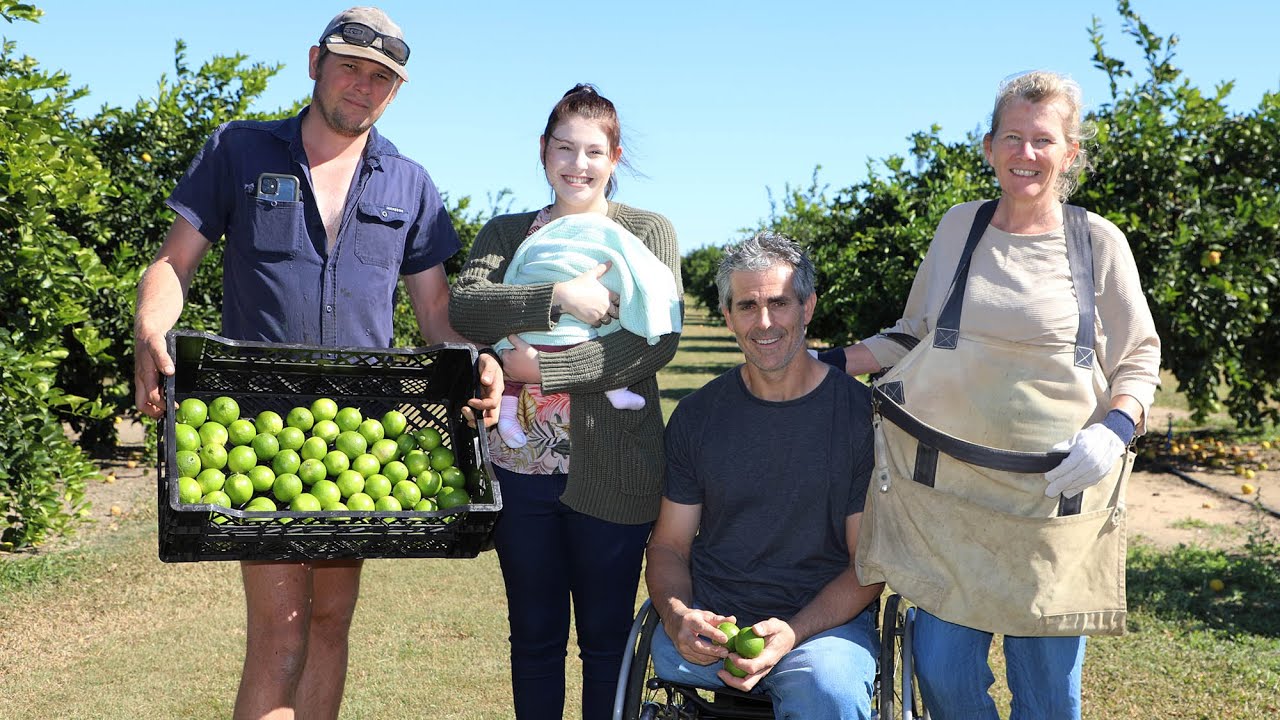 Evergreen Limes family run farm