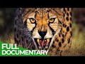 Wild Cats - Africa | Free Documentary Nature