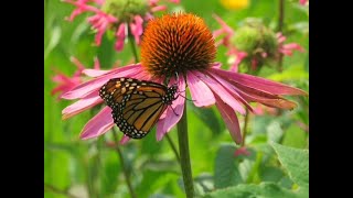 Butterfly Release 2024