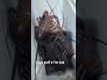 jumbo spiny lobster 2025 fishing in Santa Monica #fishing #socal