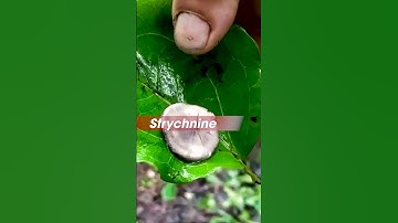 Cây độc nhất và ám ảnh nhất tây bắc cây mã tiền | TÂY BẮC TV #shorts