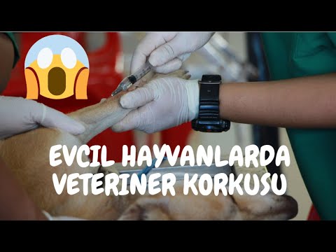 EVCİL HAYVANLARDA VETERİNER