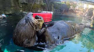 Boisterous Otters Crack Oysters In Water